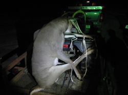 Kentucky deer hunting, western kentucky deer hunting, deer hunting, hunting, archery, Whitetail deer hunting, west ky whitetail hunting, kentucky whitetail outfitters, boone & crocket, food plots, deer food plots, chickory plots, lodging
