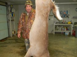 Kentucky deer hunting, western kentucky deer hunting, deer hunting, hunting, archery, Whitetail deer hunting, west ky whitetail hunting, kentucky whitetail outfitters, boone & crocket, food plots, deer food plots, chickory plots, lodging
