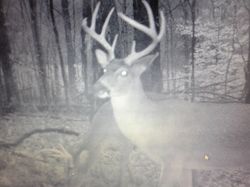 Kentucky deer hunting, western kentucky deer hunting, deer hunting, hunting, archery, Whitetail deer hunting, west ky whitetail hunting, kentucky whitetail outfitters, boone & crocket