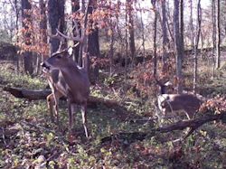 Kentucky deer hunting, western kentucky deer hunting, deer hunting, hunting, archery, Whitetail deer hunting, west ky whitetail hunting, kentucky whitetail outfitters, boone & crocket
