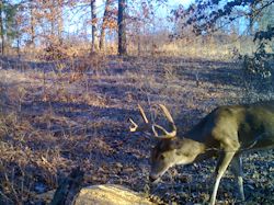 Kentucky deer hunting, western kentucky deer hunting, deer hunting, hunting, archery, Whitetail deer hunting, west ky whitetail hunting, kentucky whitetail outfitters, boone & crocket