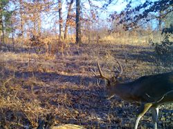 Kentucky deer hunting, western kentucky deer hunting, deer hunting, hunting, archery, Whitetail deer hunting, west ky whitetail hunting, kentucky whitetail outfitters, boone & crocket