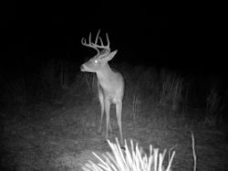 Kentucky deer hunting, western kentucky deer hunting, deer hunting, hunting, archery, Whitetail deer hunting, west ky whitetail hunting, kentucky whitetail outfitters, boone & crocket