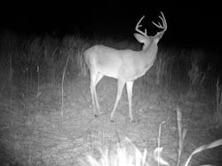 Kentucky deer hunting, western kentucky deer hunting, deer hunting, hunting, archery, Whitetail deer hunting, west ky whitetail hunting, kentucky whitetail outfitters, boone & crocket