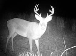 Kentucky deer hunting, western kentucky deer hunting, deer hunting, hunting, archery, Whitetail deer hunting, west ky whitetail hunting, kentucky whitetail outfitters, boone & crocket
