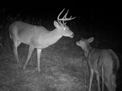 Kentucky deer hunting, western kentucky deer hunting, deer hunting, hunting, archery, Whitetail deer hunting, west ky whitetail hunting, kentucky whitetail outfitters, boone & crocket