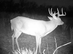 Kentucky deer hunting, western kentucky deer hunting, deer hunting, hunting, archery, Whitetail deer hunting, west ky whitetail hunting, kentucky whitetail outfitters, boone & crocket