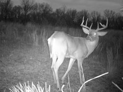 Kentucky deer hunting, western kentucky deer hunting, deer hunting, hunting, archery, Whitetail deer hunting, west ky whitetail hunting, kentucky whitetail outfitters, boone & crocket