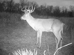 Kentucky deer hunting, western kentucky deer hunting, deer hunting, hunting, archery, Whitetail deer hunting, west ky whitetail hunting, kentucky whitetail outfitters, boone & crocket