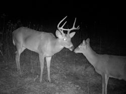 Kentucky deer hunting, western kentucky deer hunting, deer hunting, hunting, archery, Whitetail deer hunting, west ky whitetail hunting, kentucky whitetail outfitters, boone & crocket
