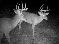 Kentucky deer hunting, western kentucky deer hunting, deer hunting, hunting, archery, Whitetail deer hunting, west ky whitetail hunting, kentucky whitetail outfitters, boone & crocket