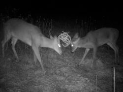 Kentucky deer hunting, western kentucky deer hunting, deer hunting, hunting, archery, Whitetail deer hunting, west ky whitetail hunting, kentucky whitetail outfitters, boone & crocket