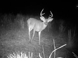 Kentucky deer hunting, western kentucky deer hunting, deer hunting, hunting, archery, Whitetail deer hunting, west ky whitetail hunting, kentucky whitetail outfitters, boone & crocket