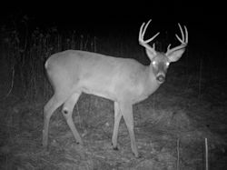 Kentucky deer hunting, western kentucky deer hunting, deer hunting, hunting, archery, Whitetail deer hunting, west ky whitetail hunting, kentucky whitetail outfitters, boone & crocket