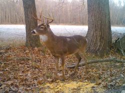 Kentucky deer hunting, western kentucky deer hunting, deer hunting, hunting, archery, Whitetail deer hunting, west ky whitetail hunting, kentucky whitetail outfitters, boone & crocket