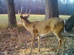 Kentucky deer hunting, western kentucky deer hunting, deer hunting, hunting, archery, Whitetail deer hunting, west ky whitetail hunting, kentucky whitetail outfitters, boone & crocket