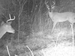 Kentucky deer hunting, western kentucky deer hunting, deer hunting, hunting, archery, Whitetail deer hunting, west ky whitetail hunting, kentucky whitetail outfitters, boone & crocket