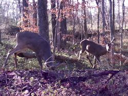 Kentucky deer hunting, western kentucky deer hunting, deer hunting, hunting, archery, Whitetail deer hunting, west ky whitetail hunting, kentucky whitetail outfitters, boone & crocket