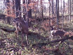 Kentucky deer hunting, western kentucky deer hunting, deer hunting, hunting, archery, Whitetail deer hunting, west ky whitetail hunting, kentucky whitetail outfitters, boone & crocket
