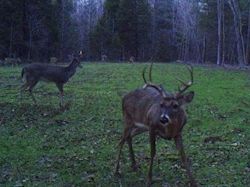 Kentucky deer hunting, western kentucky deer hunting, deer hunting, hunting, archery, Whitetail deer hunting, west ky whitetail hunting, kentucky whitetail outfitters, boone & crocket