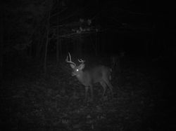 Kentucky deer hunting, western kentucky deer hunting, deer hunting, hunting, archery, Whitetail deer hunting, west ky whitetail hunting, kentucky whitetail outfitters, boone & crocket