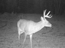 Kentucky deer hunting, western kentucky deer hunting, deer hunting, hunting, archery, Whitetail deer hunting, west ky whitetail hunting, kentucky whitetail outfitters, boone & crocket