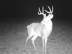 Kentucky deer hunting, western kentucky deer hunting, deer hunting, hunting, archery, Whitetail deer hunting, west ky whitetail hunting, kentucky whitetail outfitters, boone & crocket