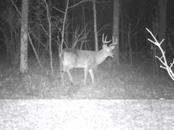 Kentucky deer hunting, western kentucky deer hunting, deer hunting, hunting, archery, Whitetail deer hunting, west ky whitetail hunting, kentucky whitetail outfitters, boone & crocket