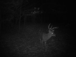 Kentucky deer hunting, western kentucky deer hunting, deer hunting, hunting, archery, Whitetail deer hunting, west ky whitetail hunting, kentucky whitetail outfitters, boone & crocket