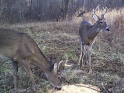 Kentucky deer hunting, western kentucky deer hunting, deer hunting, hunting, archery, Whitetail deer hunting, west ky whitetail hunting, kentucky whitetail outfitters, boone & crocket