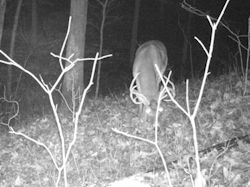 Kentucky deer hunting, western kentucky deer hunting, deer hunting, hunting, archery, Whitetail deer hunting, west ky whitetail hunting, kentucky whitetail outfitters, boone & crocket
