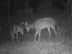 Kentucky deer hunting, western kentucky deer hunting, deer hunting, hunting, archery, Whitetail deer hunting, west ky whitetail hunting, kentucky whitetail outfitters, boone & crocket