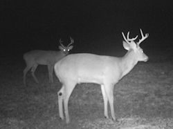 Kentucky deer hunting, western kentucky deer hunting, deer hunting, hunting, archery, Whitetail deer hunting, west ky whitetail hunting, kentucky whitetail outfitters, boone & crocket
