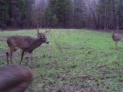 Kentucky deer hunting, western kentucky deer hunting, deer hunting, hunting, archery, Whitetail deer hunting, west ky whitetail hunting, kentucky whitetail outfitters, boone & crocket