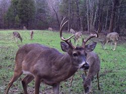 Kentucky deer hunting, western kentucky deer hunting, deer hunting, hunting, archery, Whitetail deer hunting, west ky whitetail hunting, kentucky whitetail outfitters, boone & crocket
