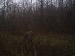 Kentucky deer hunting, western kentucky deer hunting, deer hunting, hunting, archery, Whitetail deer hunting, west ky whitetail hunting, kentucky whitetail outfitters, boone & crocket