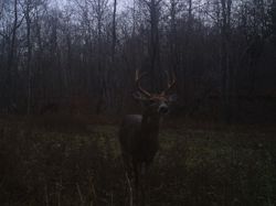 Kentucky deer hunting, western kentucky deer hunting, deer hunting, hunting, archery, Whitetail deer hunting, west ky whitetail hunting, kentucky whitetail outfitters, boone & crocket