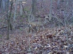 Kentucky deer hunting, western kentucky deer hunting, deer hunting, hunting, archery, Whitetail deer hunting, west ky whitetail hunting, kentucky whitetail outfitters, boone & crocket