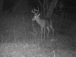Kentucky deer hunting, western kentucky deer hunting, deer hunting, hunting, archery, Whitetail deer hunting, west ky whitetail hunting, kentucky whitetail outfitters, boone & crocket