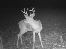 Kentucky deer hunting, western kentucky deer hunting, deer hunting, hunting, archery, Whitetail deer hunting, west ky whitetail hunting, kentucky whitetail outfitters, boone & crocket