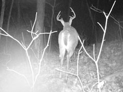 Kentucky deer hunting, western kentucky deer hunting, deer hunting, hunting, archery, Whitetail deer hunting, west ky whitetail hunting, kentucky whitetail outfitters, boone & crocket