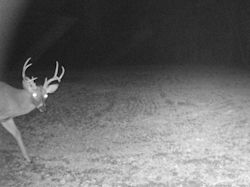 Kentucky deer hunting, western kentucky deer hunting, deer hunting, hunting, archery, Whitetail deer hunting, west ky whitetail hunting, kentucky whitetail outfitters, boone & crocket