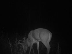 Kentucky deer hunting, western kentucky deer hunting, deer hunting, hunting, archery, Whitetail deer hunting, west ky whitetail hunting, kentucky whitetail outfitters, boone & crocket