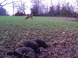 Kentucky deer hunting, western kentucky deer hunting, deer hunting, hunting, archery, Whitetail deer hunting, west ky whitetail hunting, kentucky whitetail outfitters, boone & crocket