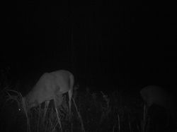 Kentucky deer hunting, western kentucky deer hunting, deer hunting, hunting, archery, Whitetail deer hunting, west ky whitetail hunting, kentucky whitetail outfitters, boone & crocket