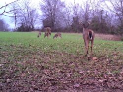 Kentucky deer hunting, western kentucky deer hunting, deer hunting, hunting, archery, Whitetail deer hunting, west ky whitetail hunting, kentucky whitetail outfitters, boone & crocket