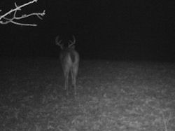 Kentucky deer hunting, western kentucky deer hunting, deer hunting, hunting, archery, Whitetail deer hunting, west ky whitetail hunting, kentucky whitetail outfitters, boone & crocket