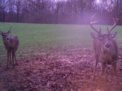 Kentucky deer hunting, western kentucky deer hunting, deer hunting, hunting, archery, Whitetail deer hunting, west ky whitetail hunting, kentucky whitetail outfitters, boone & crocket