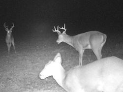 Kentucky deer hunting, western kentucky deer hunting, deer hunting, hunting, archery, Whitetail deer hunting, west ky whitetail hunting, kentucky whitetail outfitters, boone & crocket