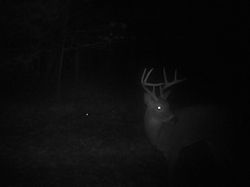 Kentucky deer hunting, western kentucky deer hunting, deer hunting, hunting, archery, Whitetail deer hunting, west ky whitetail hunting, kentucky whitetail outfitters, boone & crocket